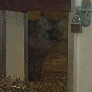 Aardwolf at Twycross 24/01/10