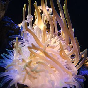 Anemone