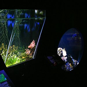 Tropical saltwater aquariums