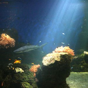 Ocean tank