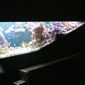 Coral reef aquarium