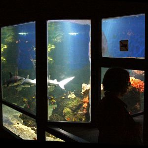 Ocean tank