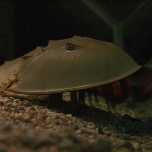 Horseshoe crab