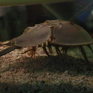 Horseshoe crab