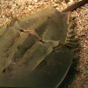 Horseshoe crab
