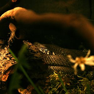 Grass snake (Natrix natrix)