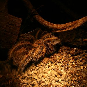 Chilean rose tarantula (Grammostola rosea)