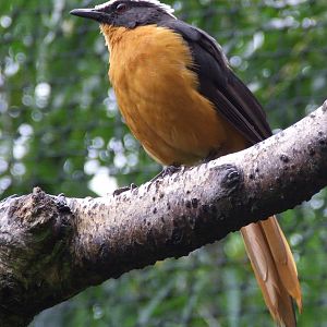 White-crowned Robin Chat