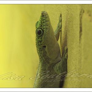 standing day gecko