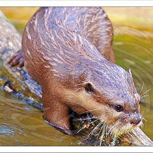 Asian Short Clawed Otter