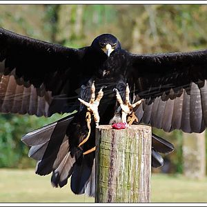 Verreaux's Eagle
