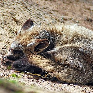 Bat Eared Fox