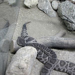 Southern Pacific Rattlesnake