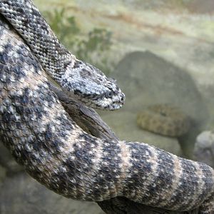 Speckled Rattlesnake