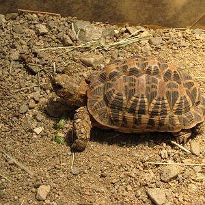 Star Tortoise