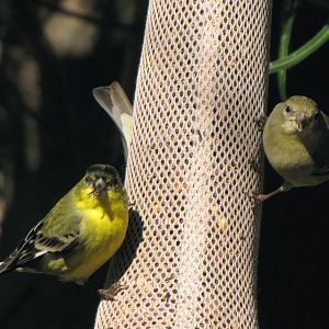 Wild Finches