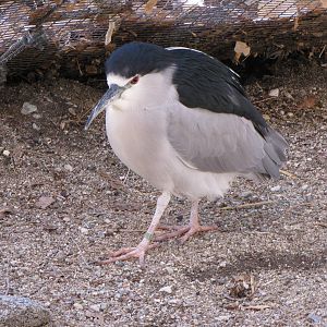 Palm Oasis Walk-through Aviary