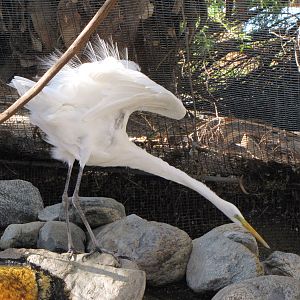 Palm Oasis Walk-through Aviary