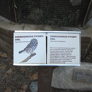 Ferruginous Pygmy Owl