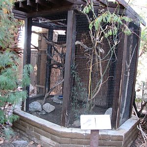 Ferruginous Pygmy Owl Aviary