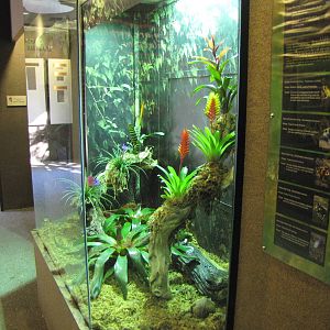 Endangered Frogs Display