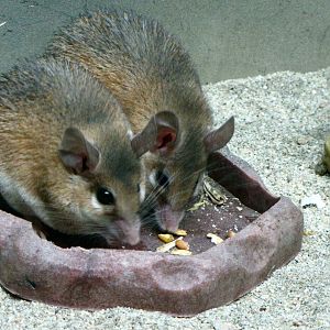 Spiny Mice