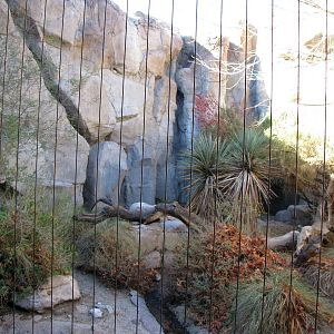 Mountain Lion Habitat