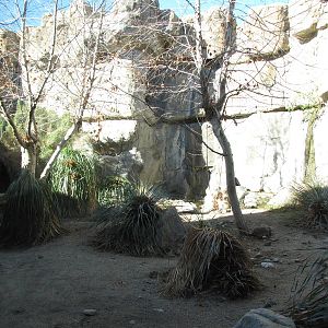Mountain Lion Habitat