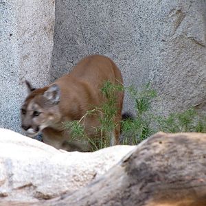 Mountain Lion