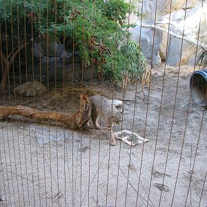 Bobcat Habitat