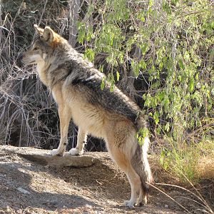 Mexican Wolf