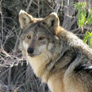 Mexican Wolf