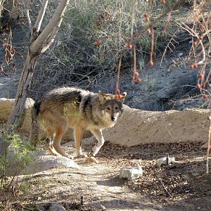 Mexican Wolf