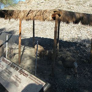 Desert Bighorn Sheep Feeding
