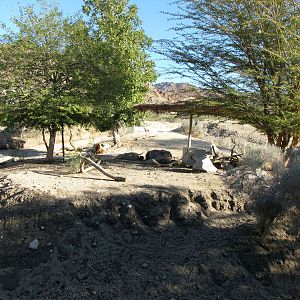 Mixed Species Enclosure