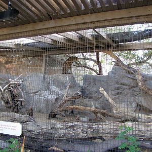 Serval Enclosure