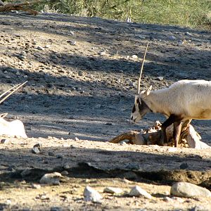 Arabian Oryx