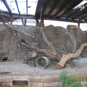 Sand Cat Enclosure