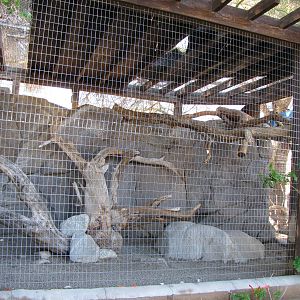Cape Rock Hyrax Enclosure