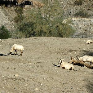 Arabian Oryx Habitat
