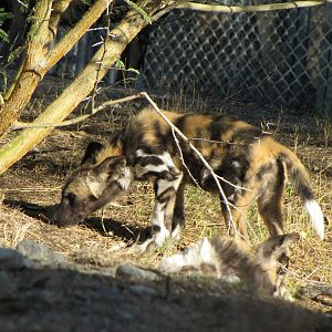 African Wild Dog