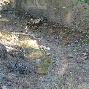 African Wild Dog