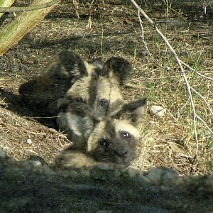African Wild Dogs