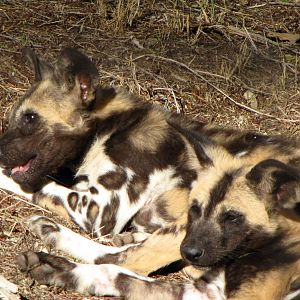 African Wild Dog Pups