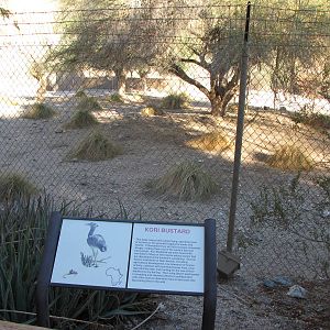 Kori Bustard Exhibit
