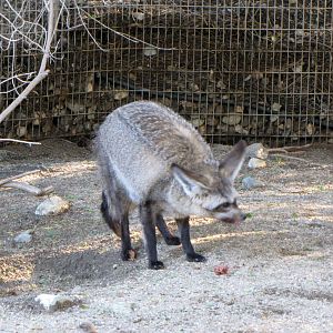 Bat-eared Fox