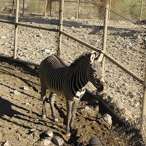 Grevy's Zebra