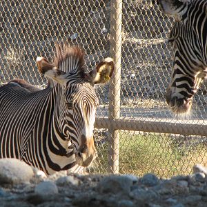 Grevy's Zebras