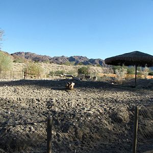 Grevy's Zebra Habitat
