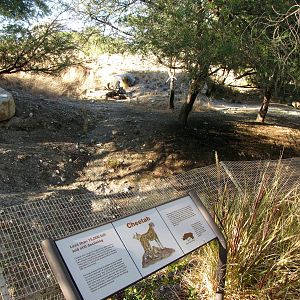 Cheetah Exhibit